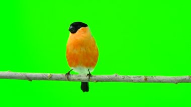 bir yeşil erkek şakrak kuşu 