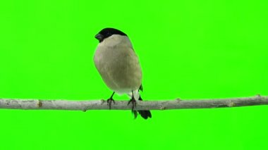 bir yeşil kadın şakrak kuşu 