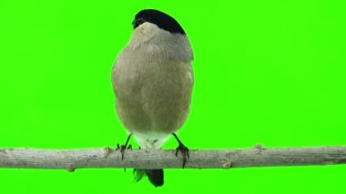 bir yeşil kadın şakrak kuşu 