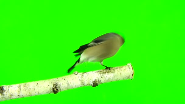Bullfinch femminile su un verde — Video Stock