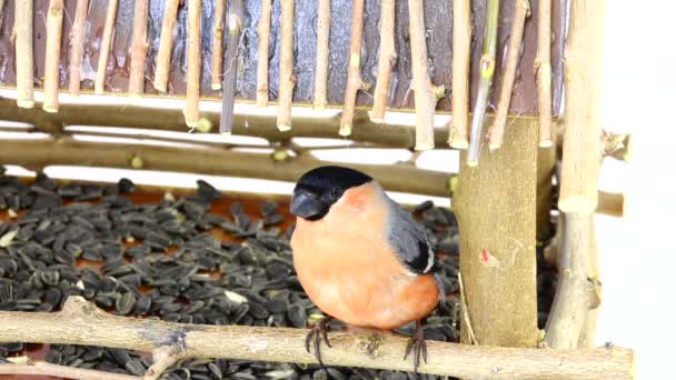 Bullfinch eats a sunflower seed — Stock Video