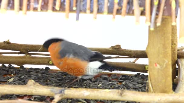 ウソがヒマワリの種を食べる — ストック動画