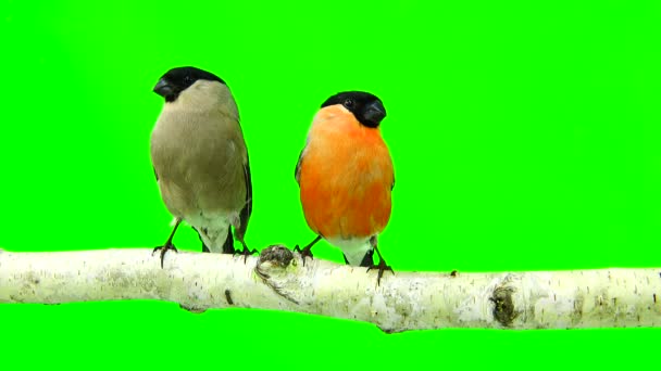 Bullfinch masculino e feminino em um verde — Vídeo de Stock