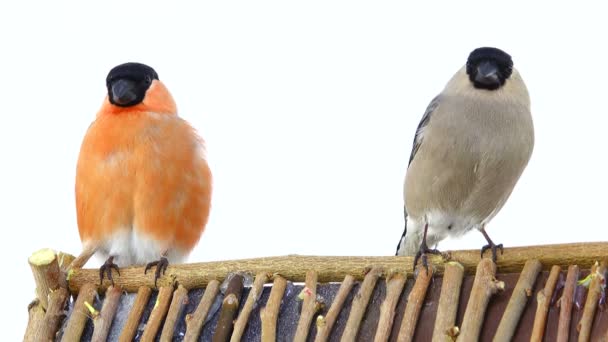 Male and female bullfinch  on a white — Stock Video