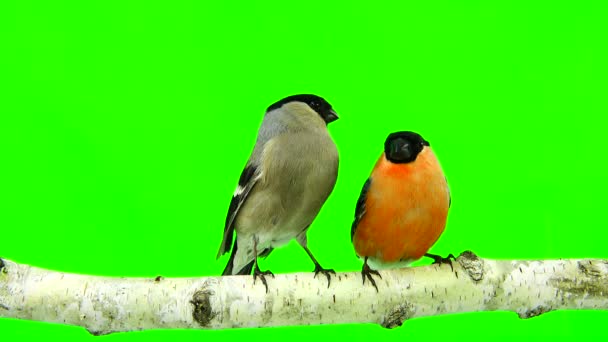 Mannelijke en vrouwelijke Goudvink op een groen — Stockvideo