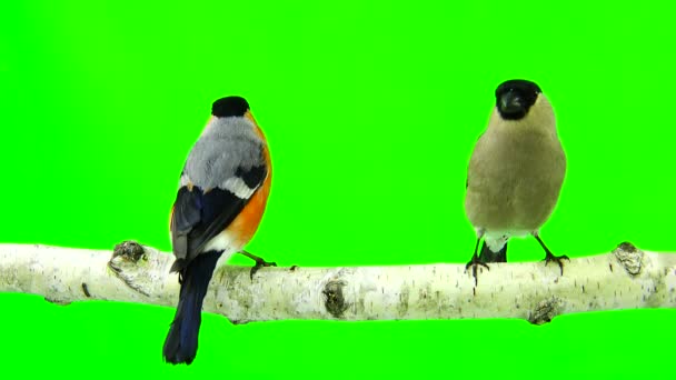 Male and female bullfinch on a green — Stock Video
