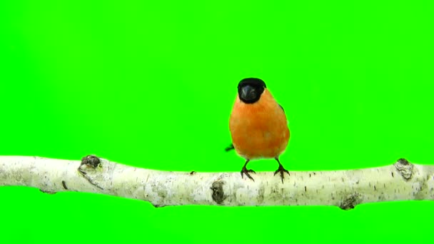 Maschio bullfinch su un verde — Video Stock