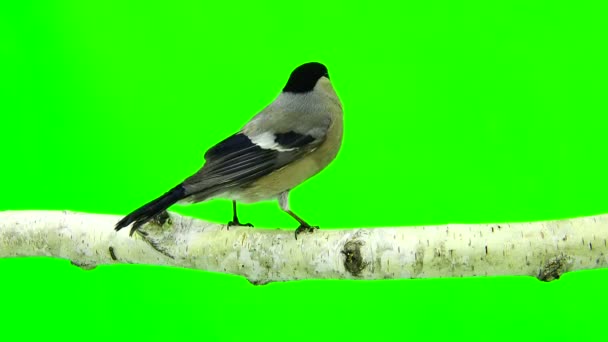Bullfinch feminino em um verde — Vídeo de Stock