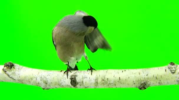 Female bullfinch on a green — Stock Video