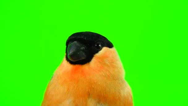 Retrato macho bullfinch em um verde — Vídeo de Stock