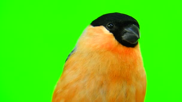 Retrato macho bullfinch em um verde — Vídeo de Stock