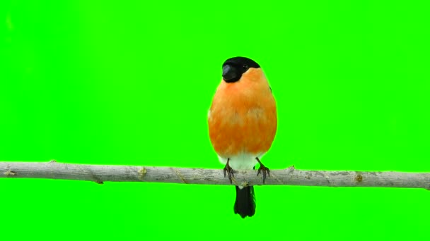 Male bullfinch on a green — Stock Video