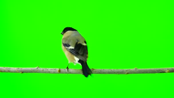 Female bullfinch on a green — Stock Video