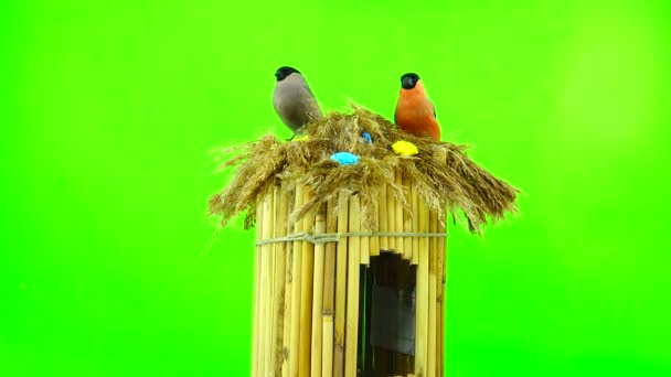 Bullfinch masculino e feminino — Vídeo de Stock