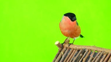 bir yeşil erkek şakrak kuşu 