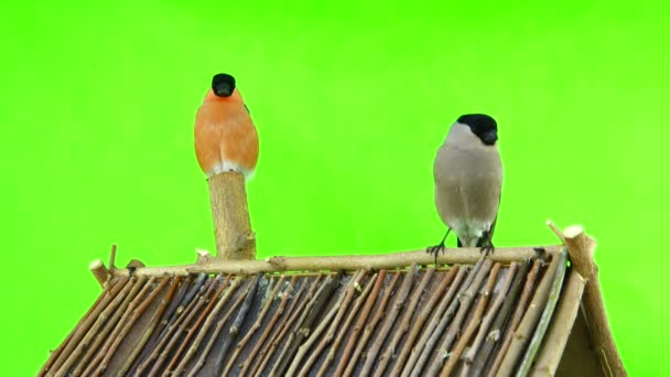 Bullfinch masculino e feminino — Vídeo de Stock