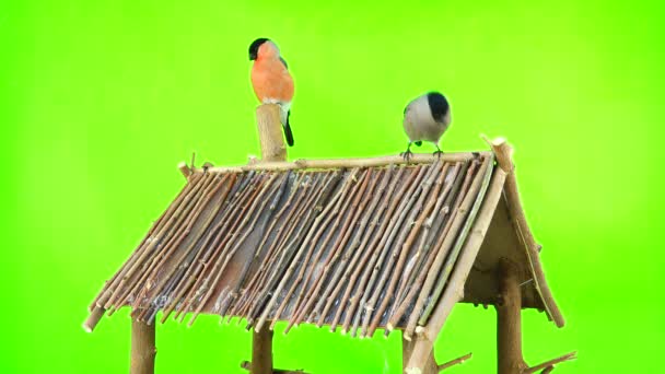 Bullfinch masculino e feminino — Vídeo de Stock