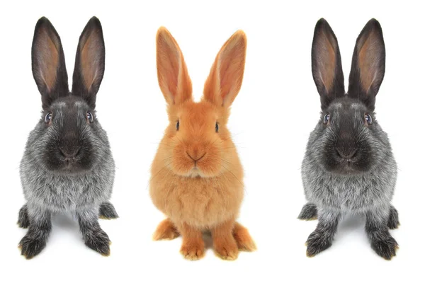 Rabbits on a white — Stock Photo, Image