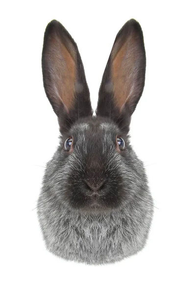 在一张白纸的兔子肖像 — 图库照片