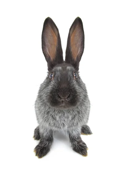 Conejo en un blanco — Foto de Stock