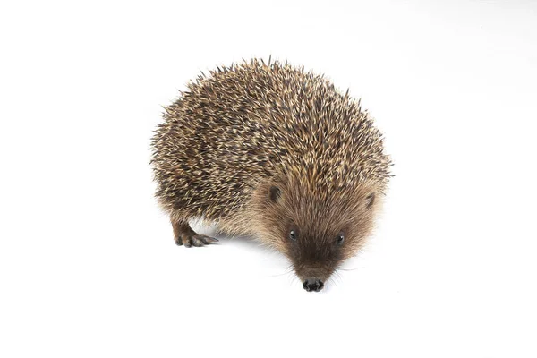 Hedgehog on a white — Stock Photo, Image