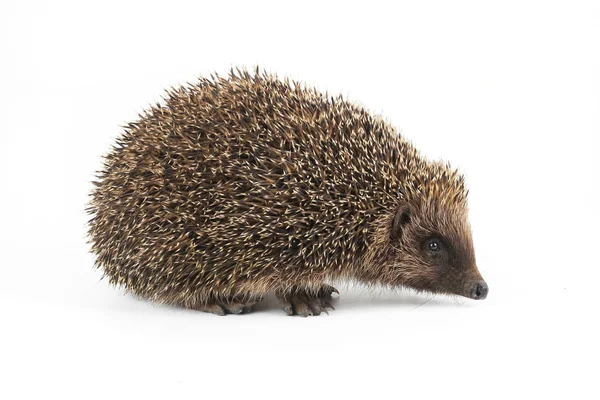 Igel auf einem weißen — Stockfoto