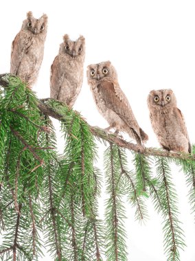 European scops owls clipart