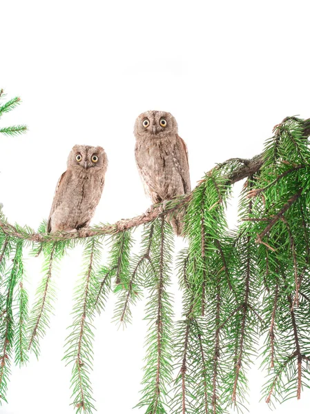 European scops owls — Stock Photo, Image