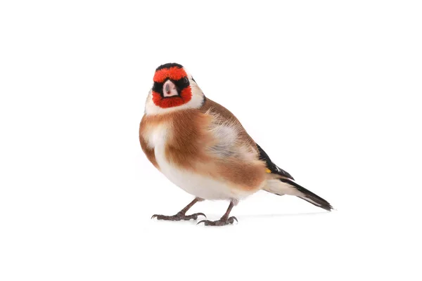 Goldfinch isolado em um branco — Fotografia de Stock