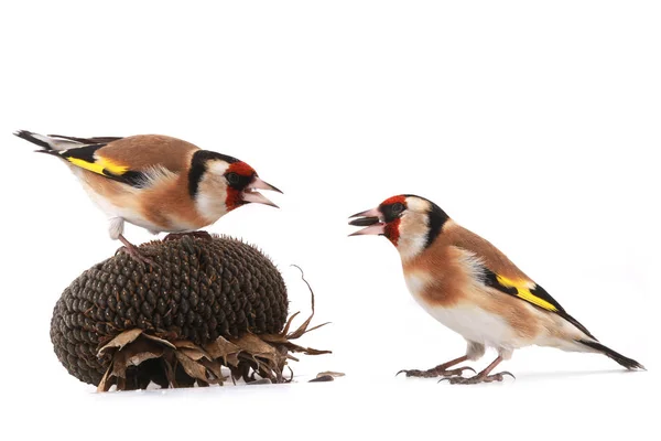 Goldfinches sunflower seed — Stock Photo, Image