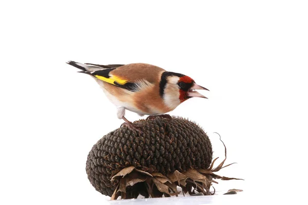 Goldfinch sunflower seed — Stock Photo, Image