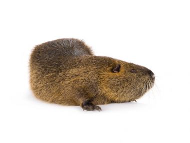 Coypu (myocastor adatavşanları) 