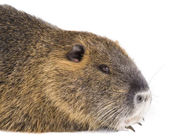 Portre Coypu (Myocastor adatavşanları) — Stok fotoğraf