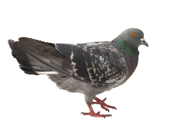 Gri bir güvercin — Stok fotoğraf
