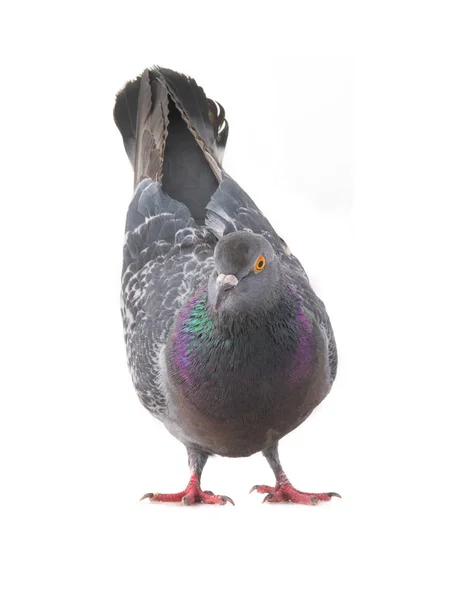 Una paloma gris — Foto de Stock