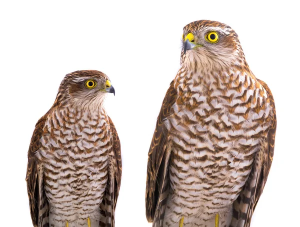 Két falcons, fehér — Stock Fotó