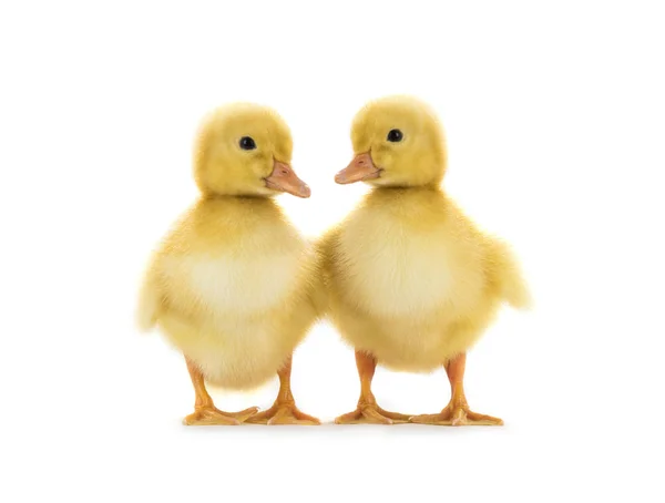 Due galline d'oca — Foto Stock
