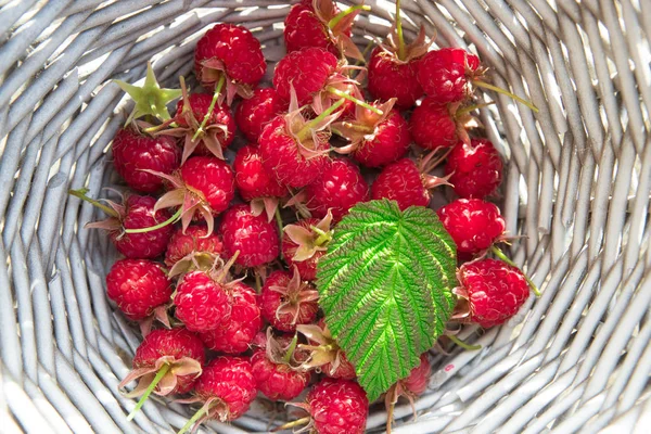 Raspberry in basket — Stock Photo, Image