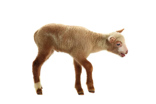 Lamb (schaap) op een wit — Stockfoto