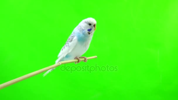 Budgie geïsoleerd op groen — Stockvideo