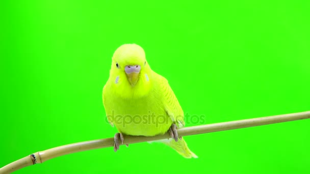 Budgie amarelo isolado em verde — Vídeo de Stock