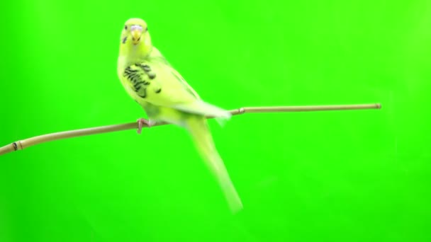 Budgie isolado em verde — Vídeo de Stock