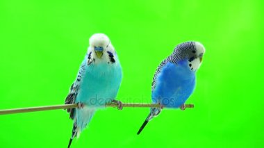 Yeşil izole iki muhabbet kuşu 