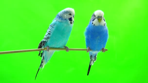 Two budgie isolated on green — Stock Video