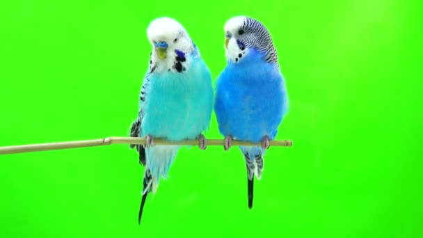 Twee budgie geïsoleerd op groen — Stockvideo