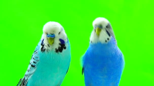 Two budgie isolated on green screen — Stock Video