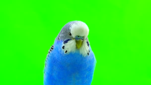 Blue budgie isolated on green — Stock Video