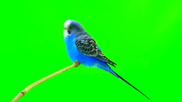 Blauwe budgie geïsoleerd op groen — Stockvideo