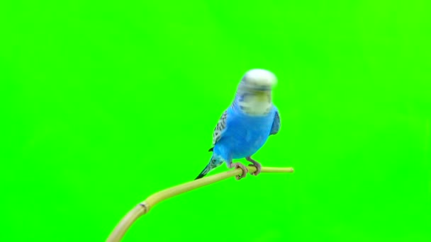 Periquito azul aislado en verde — Vídeos de Stock