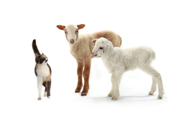 Kočka a dvě ovce kid — Stock fotografie